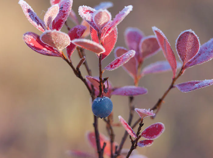 w_blueberry_iStock_000022811074Large_700x700